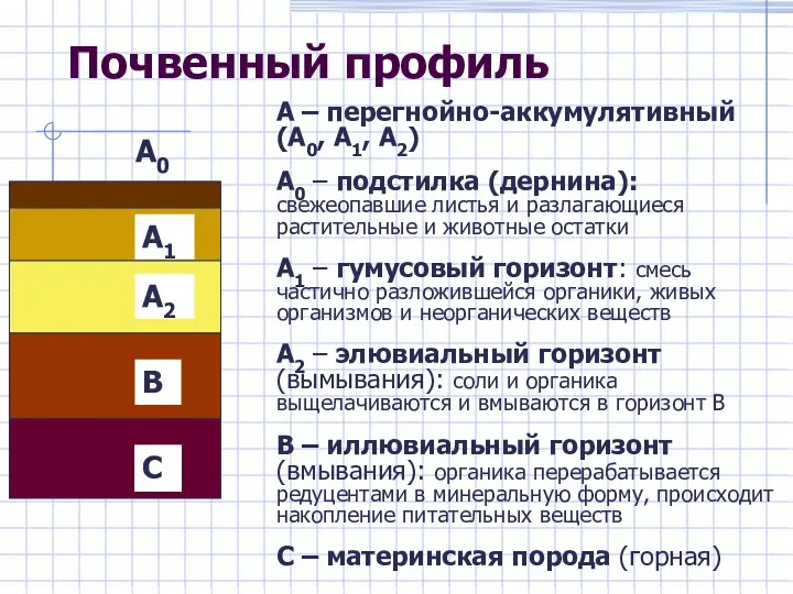 Почвенный профиль А – перегнойно-аккумулятивный (А0, А1, А2) А0 –