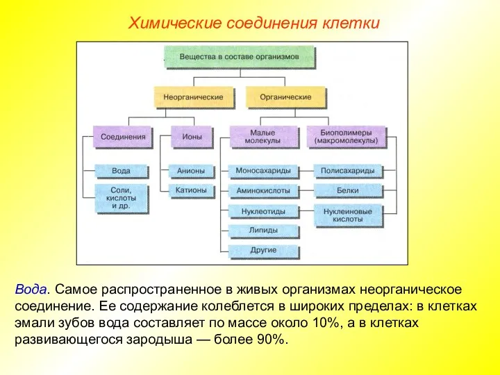 Химические соединения клетки Вода. Самое распространенное в живых организмах неорганическое