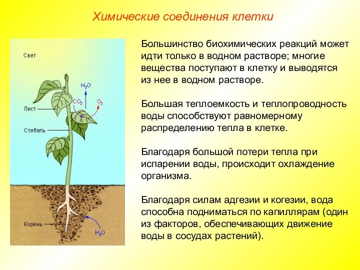 Химические соединения клетки Большинство биохимических реакций может идти только в