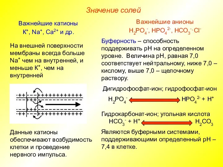 Значение солей Важнейшие анионы Н2РО4-, НРО42-, НСО3-, Сl- Важнейшие катионы