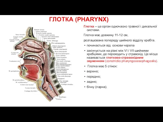 ГЛОТКА (PHARYNX) Глотка – це орган одночасно травної і дихальної системи. Глотка має