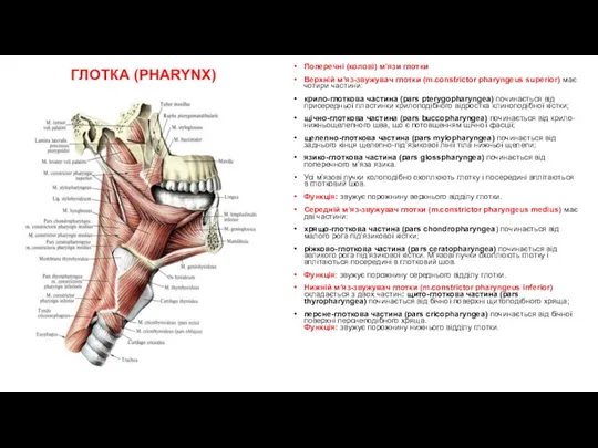 ГЛОТКА (PHARYNX) Поперечні (колові) м’язи глотки Верхній м’яз-звужувач глотки (m.constrictor pharyngeus superior) має
