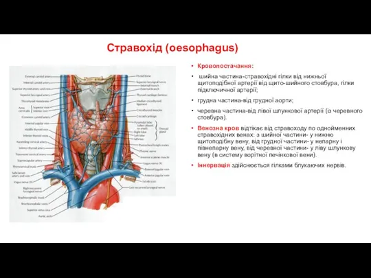 Стравохід (oesophagus) Кровопостачання: шийна частина-стравохідні гілки від нижньої щитоподібної артерії від щито-шийного стовбура,