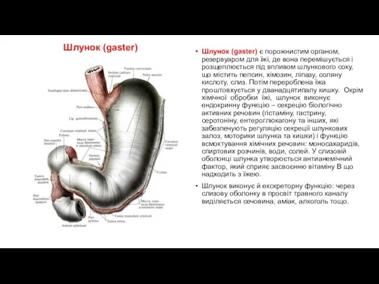 Шлунок (gаster) Шлунок (gаster) є порожнистим органом, резервуаром для їжі, де вона перемішується