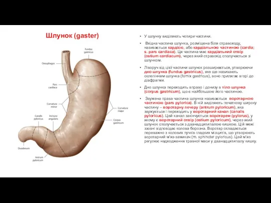 Шлунок (gаster) У шлунку виділяють чотири частини. Вхідна частина шлунка, розміщена біля стравоходу,
