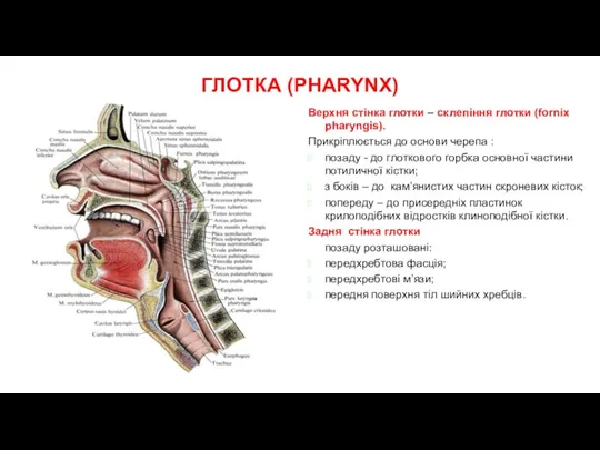 ГЛОТКА (PHARYNX) Верхня стінка глотки – склепіння глотки (fornix pharyngis). Прикріплюється до основи