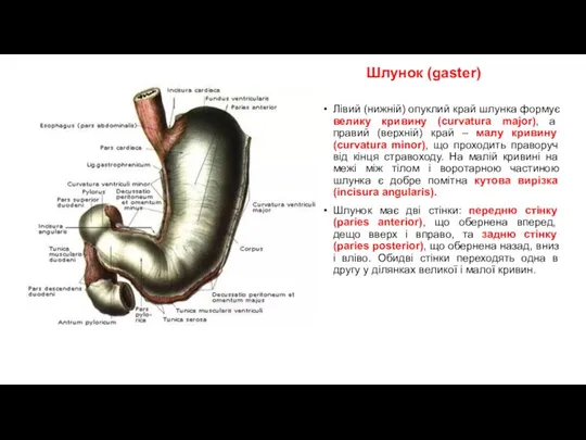 Шлунок (gаster) Лівий (нижній) опуклий край шлунка формує велику кривину (curvatura major), а