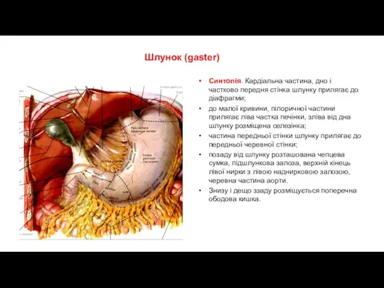 Шлунок (gaster) Cинтопія. Кардіальна частина, дно і частково передня стінка шлунку прилягає до