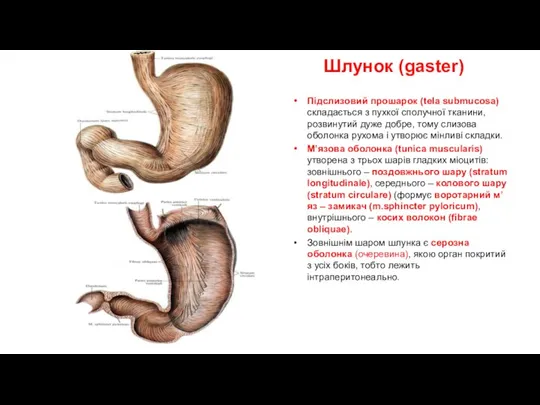 Шлунок (gaster) Підслизовий прошарок (tela submucosa) складається з пухкої сполучної тканини, розвинутий дуже