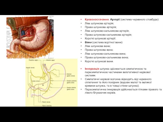 Кровопостачання. Артерії (система черевного стовбура): Ліва шлункова артерія; Права шлункова артерія; Ліва шлунково-сальникова