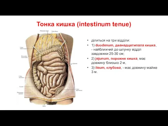 Тонка кишка (intestinum tenue) ділиться на три відділи: 1) duodenum, дванадцятипала кишка, -