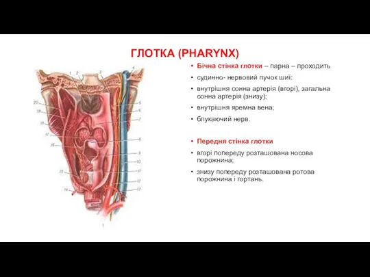 ГЛОТКА (PHARYNX) Бічна стінка глотки – парна – проходить судинно- нервовий пучок шиї: