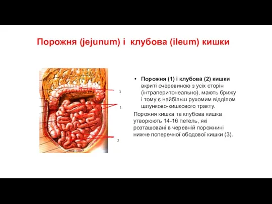 Порожня (jejunum) і клубова (ileum) кишки Порожня (1) і клубова (2) кишки вкриті
