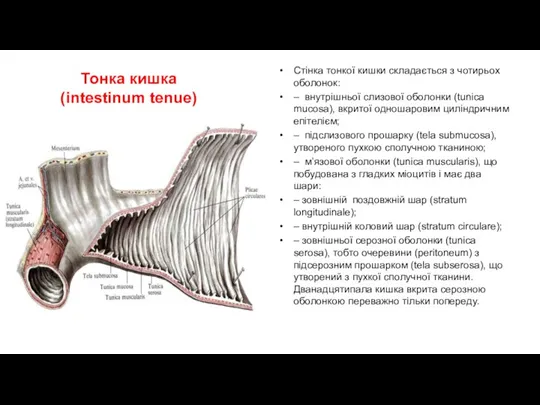 Тонка кишка (intestinum tenue) Стінка тонкої кишки складається з чотирьох оболонок: – внутрішньої