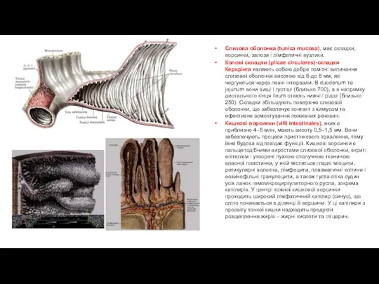 Слизова оболонка (tunica mucosa), має складки, ворсинки, залози і лімфатичні вузлики. Колові складки
