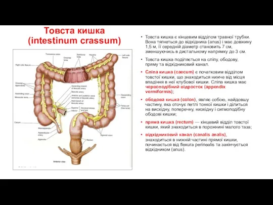 Товста кишка (intestinum crassum) Товста кишка є кінцевим відділом травної трубки. Вона тягнеться