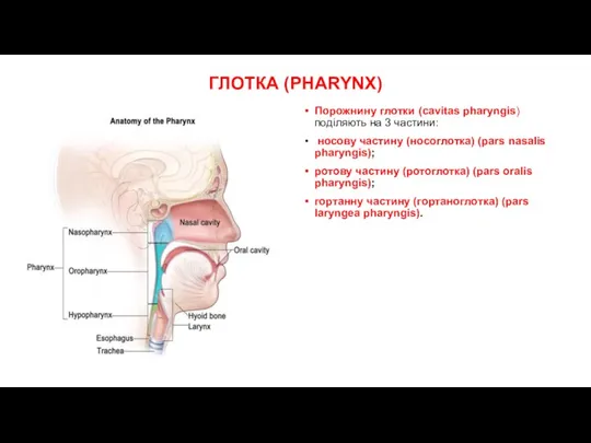 ГЛОТКА (PHARYNX) Порожнину глотки (cavitas pharyngis) поділяють на 3 частини: носову частину (носоглотка)