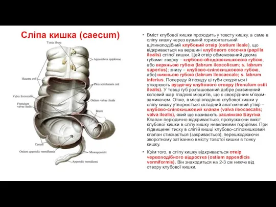 Сліпа кишка (caecum) Вміст клубової кишки проходить у товсту кишку, а саме в