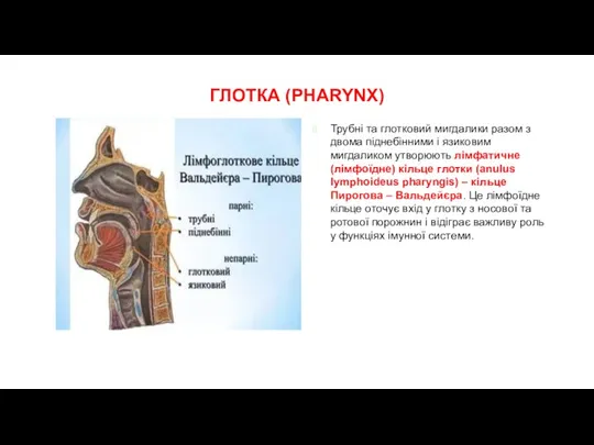 ГЛОТКА (PHARYNX) Трубні та глотковий мигдалики разом з двома піднебінними і язиковим мигдаликом