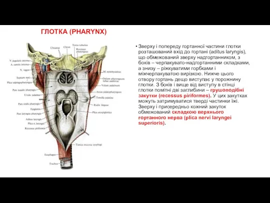 ГЛОТКА (PHARYNX) Зверху і попереду гортанної частини глотки розташований вхід до гортані (aditus
