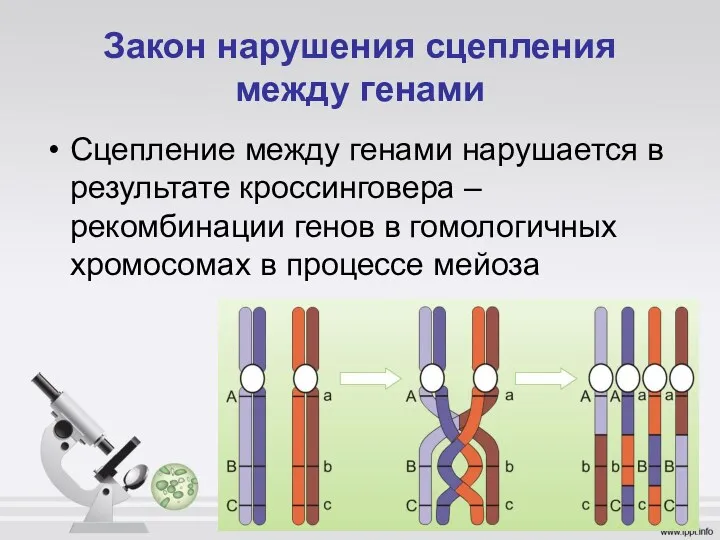 Закон нарушения сцепления между генами Сцепление между генами нарушается в