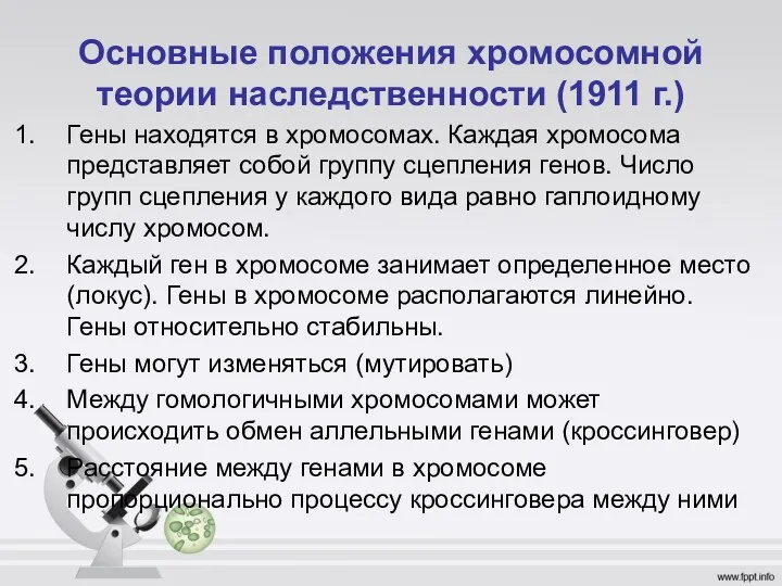 Основные положения хромосомной теории наследственности (1911 г.) Гены находятся в