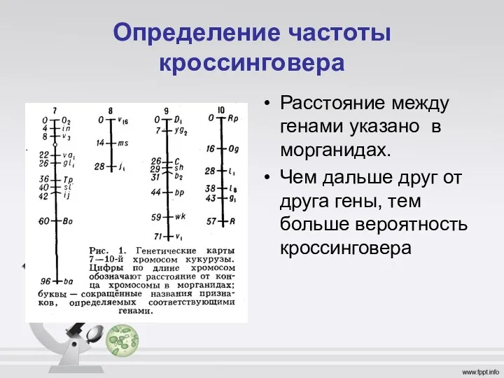 Определение частоты кроссинговера Расстояние между генами указано в морганидах. Чем