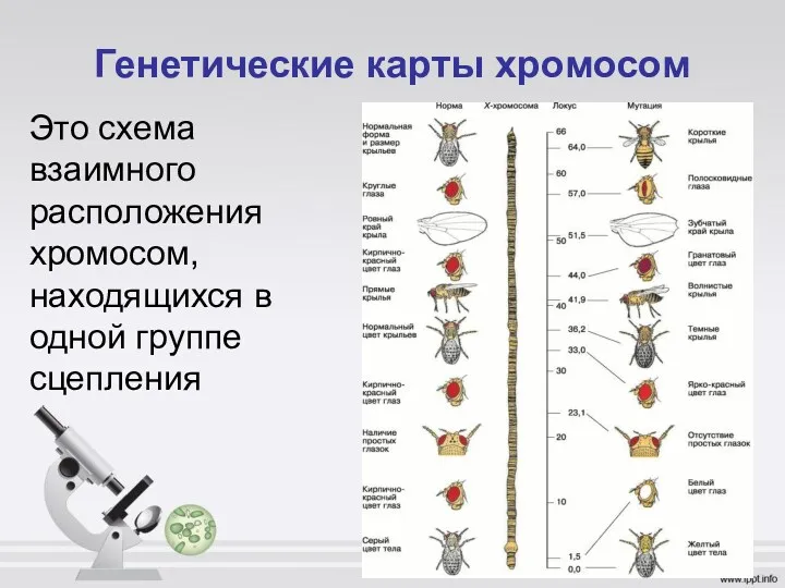 Генетические карты хромосом Это схема взаимного расположения хромосом, находящихся в одной группе сцепления