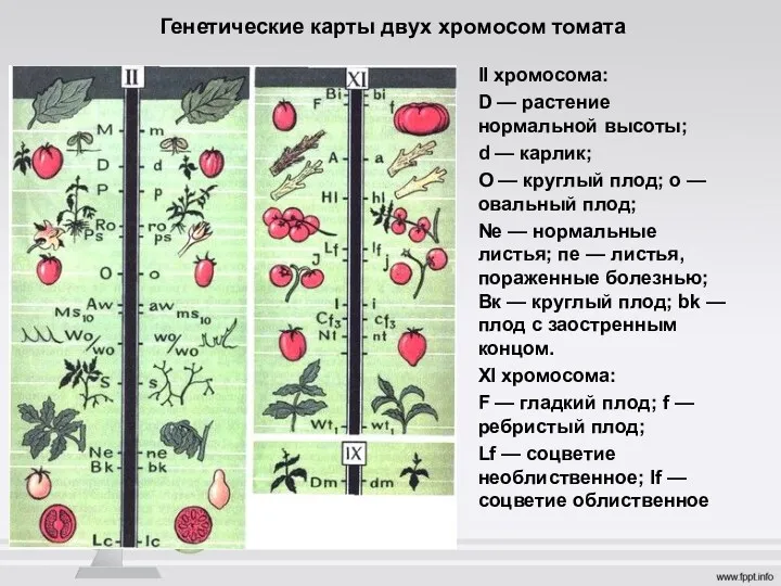 Генетические карты двух хромосом томата II хромосома: D — растение