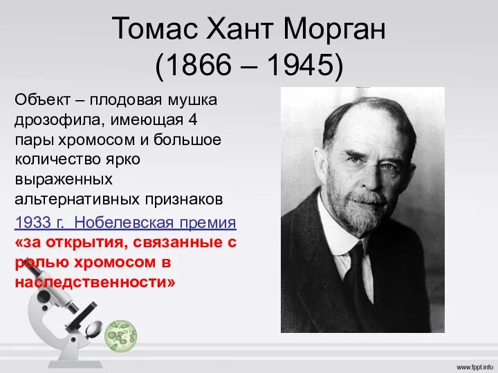 Томас Хант Морган (1866 – 1945) Объект – плодовая мушка