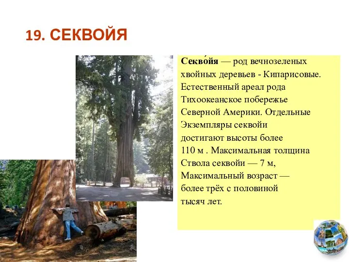 19. СЕКВОЙЯ Секво́йя — род вечнозеленых хвойных деревьев - Кипарисовые.