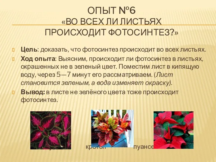 ОПЫТ №6 «ВО ВСЕХ ЛИ ЛИСТЬЯХ ПРОИСХОДИТ ФОТОСИНТЕЗ?» Цель: доказать,