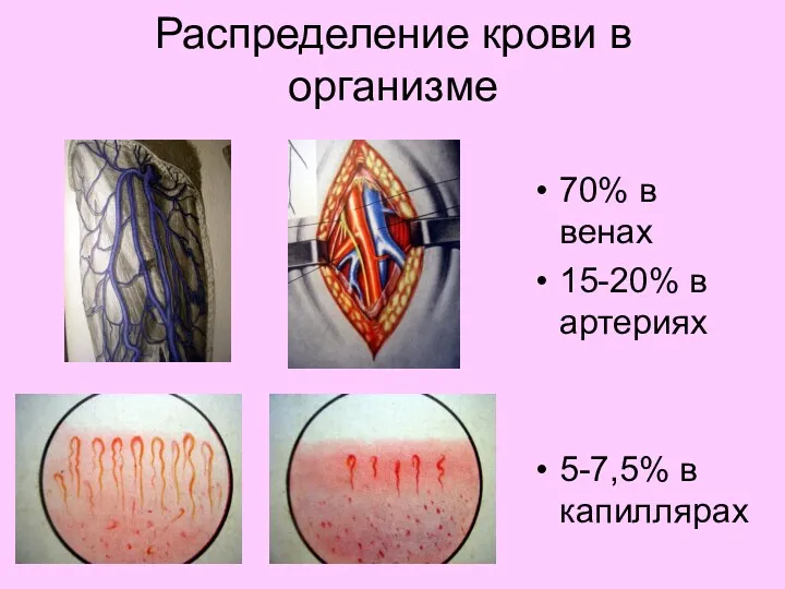 Распределение крови в организме 70% в венах 15-20% в артериях 5-7,5% в капиллярах