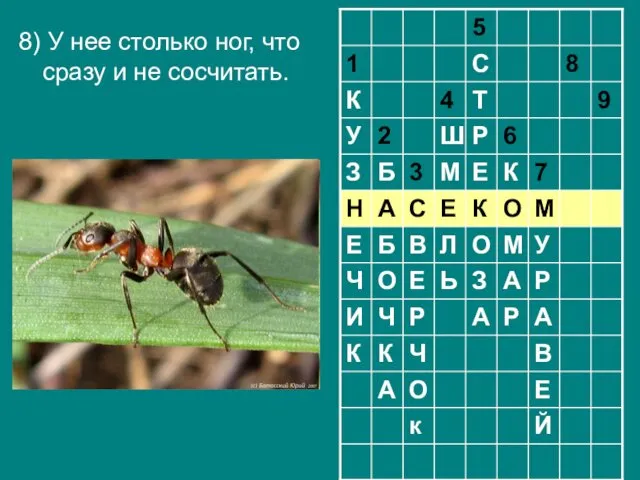 8) У нее столько ног, что сразу и не сосчитать.