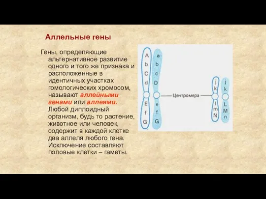 Аллельные гены Гены, определяющие альтернативное развитие одного и того же