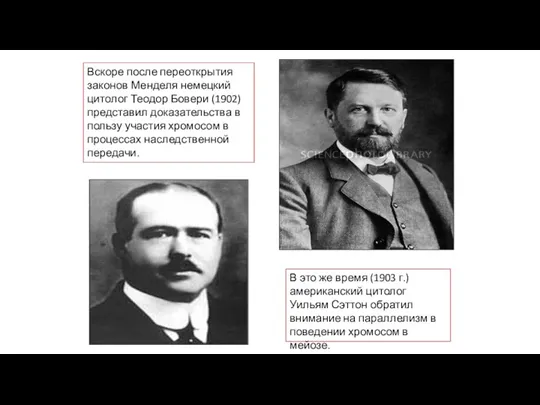 Вскоре после переоткрытия законов Менделя немецкий цитолог Теодор Бовери (1902) представил доказательства в