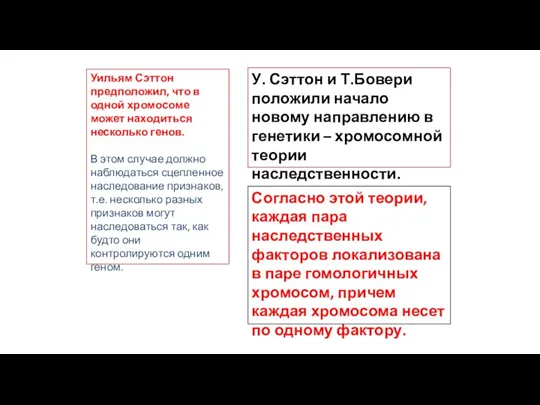 Уильям Сэттон предположил, что в одной хромосоме может находиться несколько генов. В этом