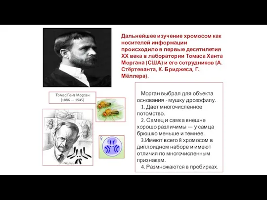 Морган выбрал для объекта основания - мушку дрозофилу. 1. Дает многочисленное потомство. 2.