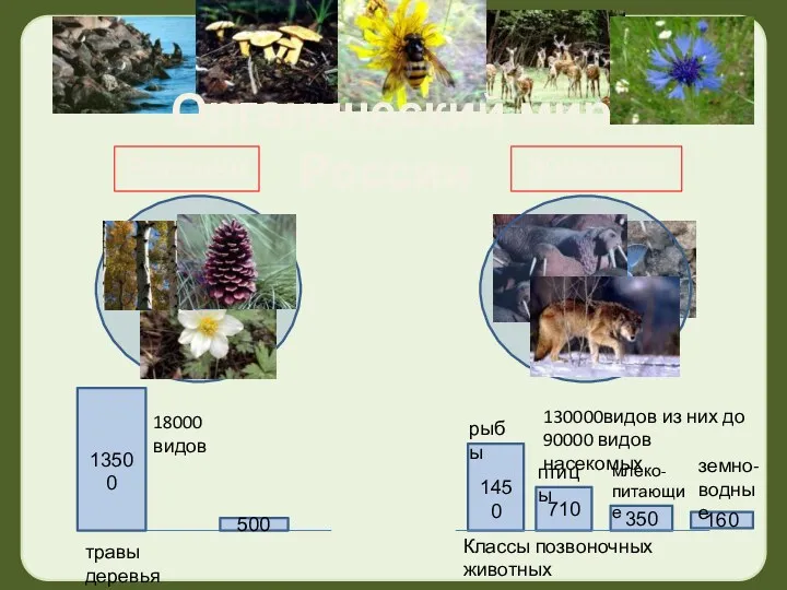 Органический мир России Растения Животные 18000 видов 130000видов из них