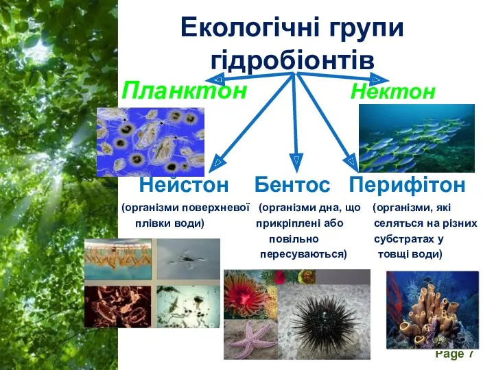 Планктон Нектон Нейстон Бентос Перифітон (організми поверхневої (організми дна, що (організми, які плівки