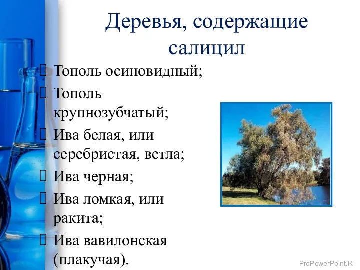 Деревья, содержащие салицил Тополь осиновидный; Тополь крупнозубчатый; Ива белая, или