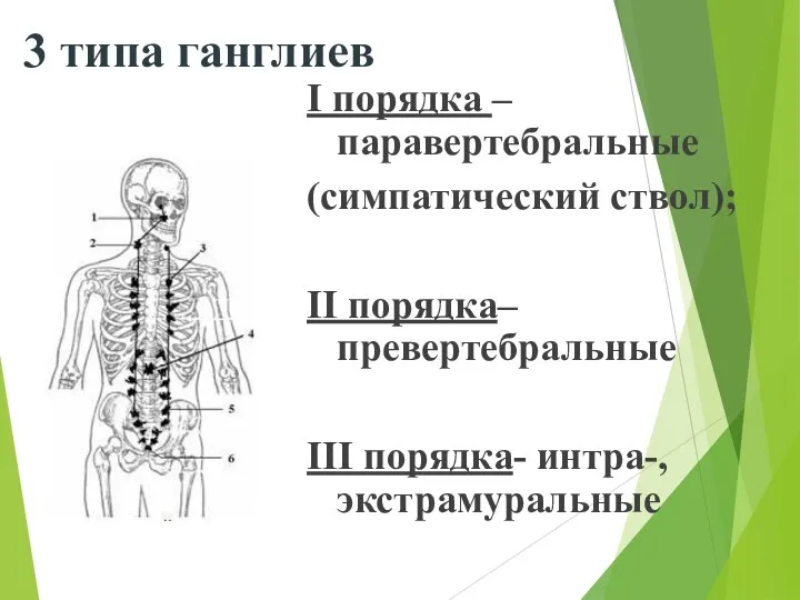 3 типа ганглиев I порядка – паравертебральные (симпатический ствол); II порядка– превертебральные III порядка- интра-, экстрамуральные