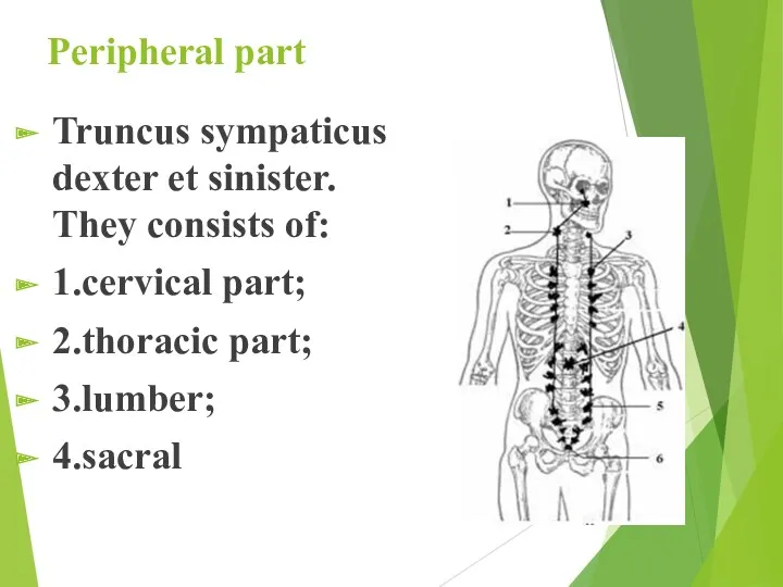 Peripheral part Truncus sympaticus dexter et sinister. They consists of: 1.cervical part; 2.thoracic part; 3.lumber; 4.sacral