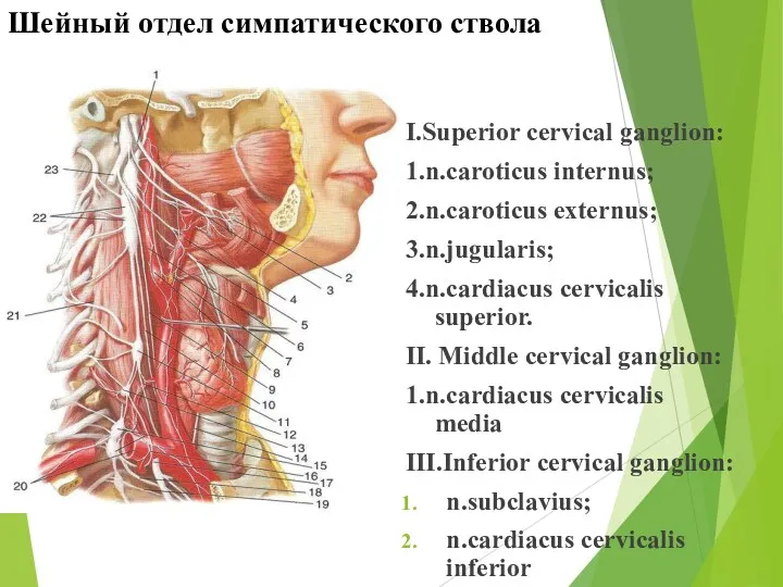 Шейный отдел симпатического ствола I.Superior cervical ganglion: 1.n.caroticus internus; 2.n.caroticus