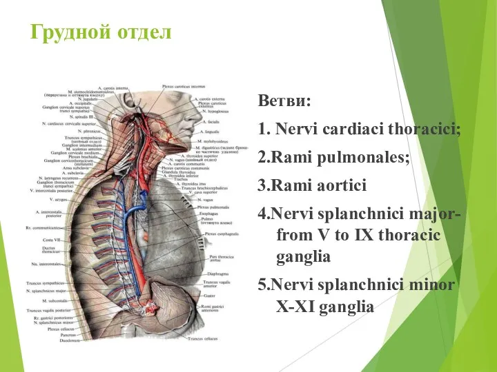 Грудной отдел Ветви: 1. Nervi cardiaci thoracici; 2.Rami pulmonales; 3.Rami