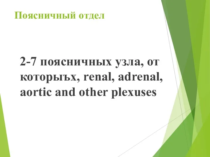 Поясничный отдел 2-7 поясничных узла, от которыъх, renal, adrenal, aortic and other plexuses