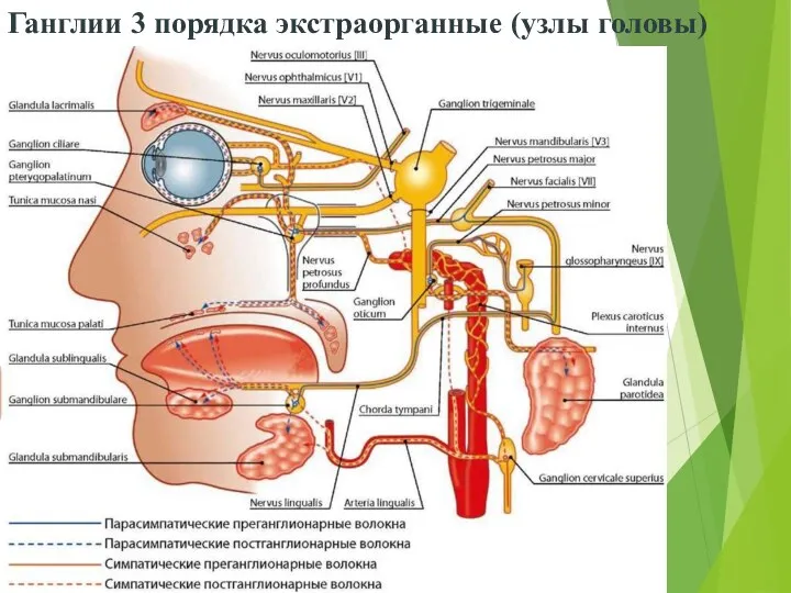 Ганглии 3 порядка экстраорганные (узлы головы)