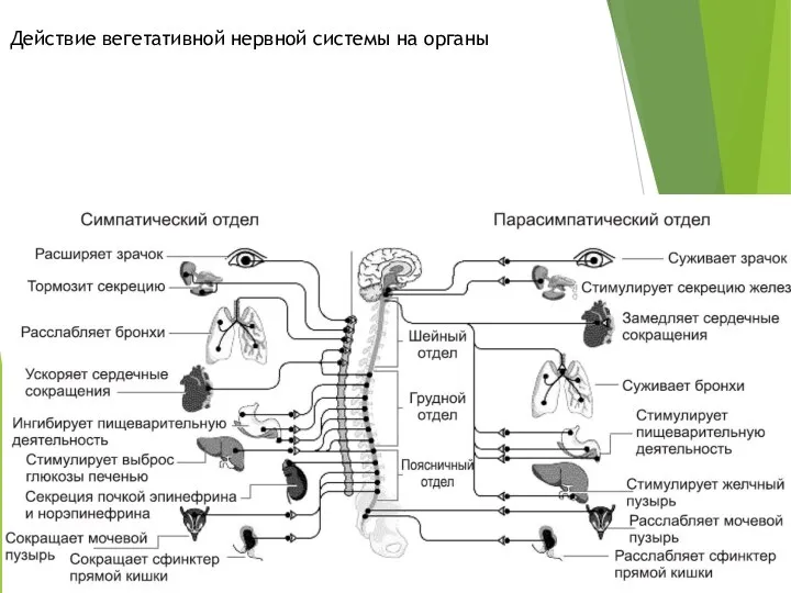 Действие вегетативной нервной системы на органы