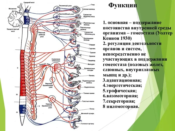 Функции 1. основная – поддержание постоянства внутренней среды организма –