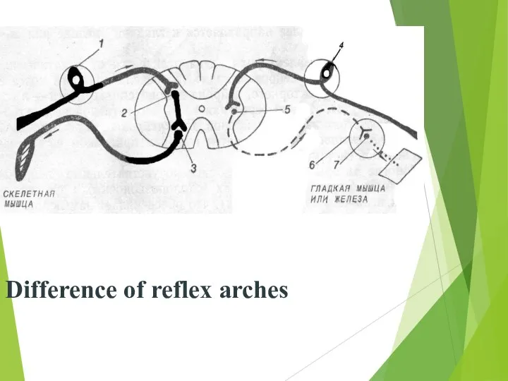 Difference of reflex arches